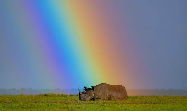 A rhino stands on an open grassland with a rainbow in the background. The rainbow touches earth directly behind the rhino.
