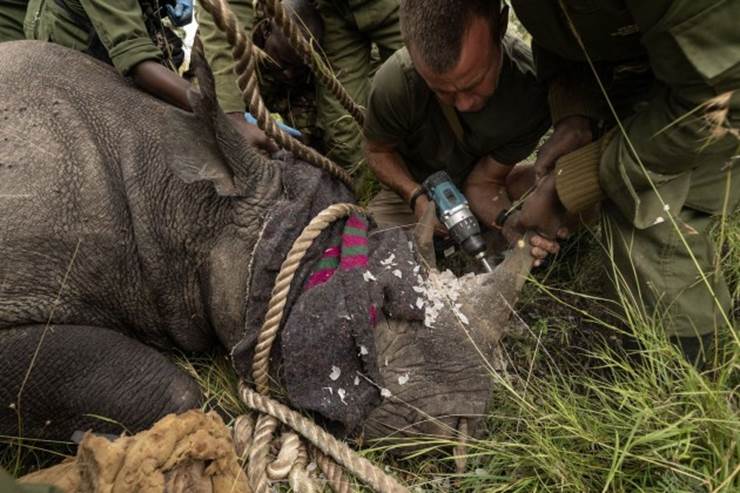 A group of rangers huddle around a rhinoceros on the ground. The rhino has a blindfold over it's eyes. 
