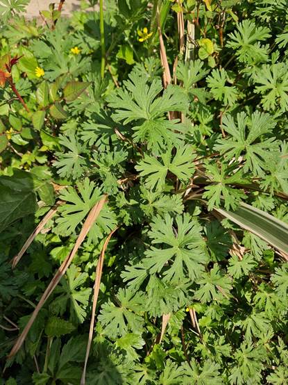 绿色的植物
AI 生成的内容可能不正确。