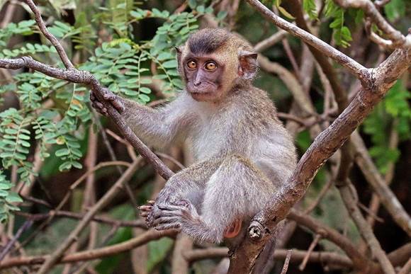 A small primate sitting in a tree looking at the camera