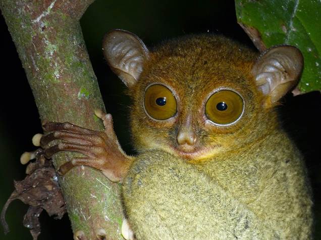 A small primate with large eyes holding onto a branch.
