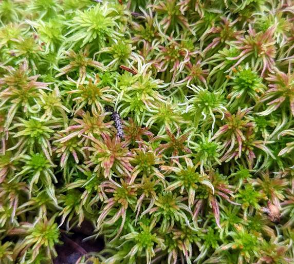 绿色的植物
AI 生成的内容可能不正确。