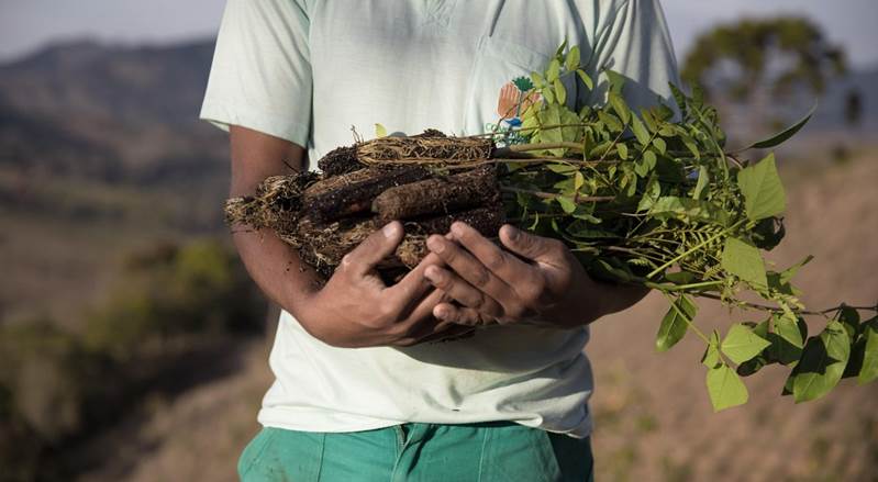 A person holds a pile of seedlings in their arms.
