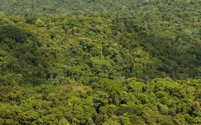 Aerial view of a dense forest.