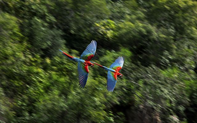 Two large parrots with blue, red, and green wings and tail feathers fly side by side in a forest.