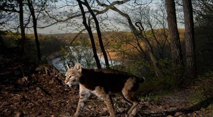 A large, wild cat passes through a dark forest.