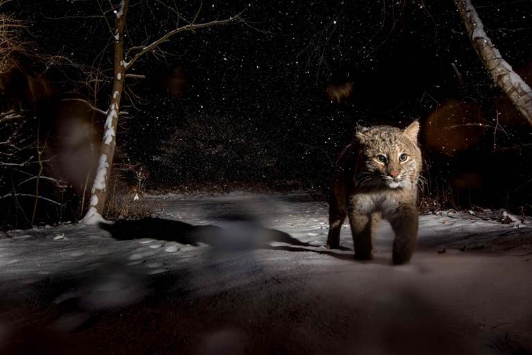 A large, wild cat walks along a snowy trail.