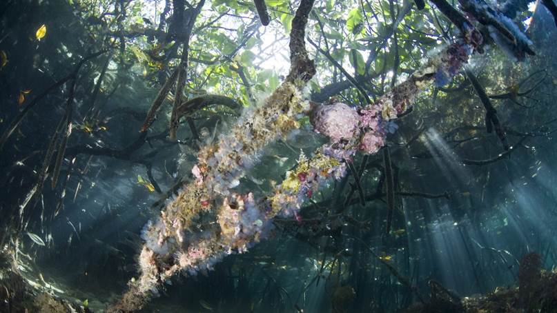 Mangrove roots photographed from below the water, with sunlight streaming through.