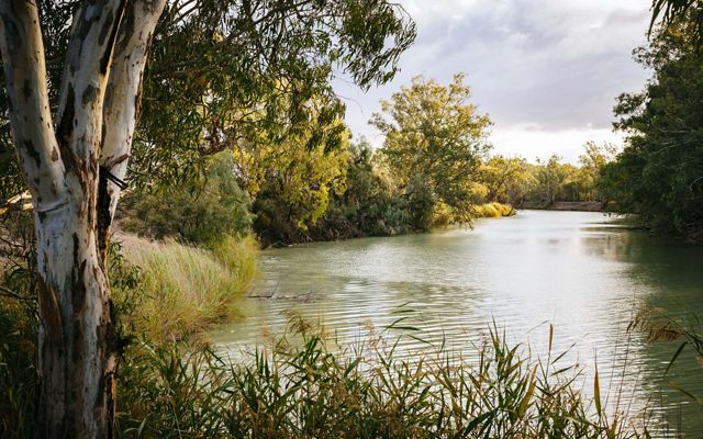 View of the Murray River in Australia through reeds and trees.